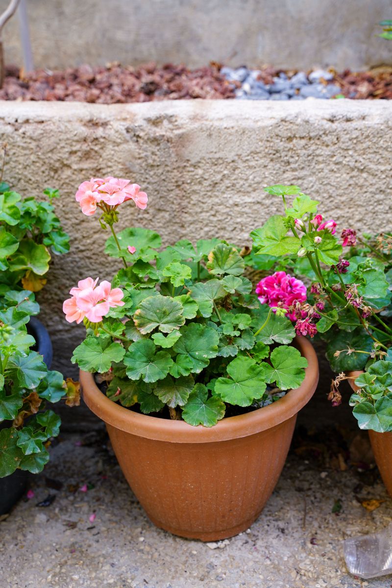 Geraniums Worth Saving For Another Year