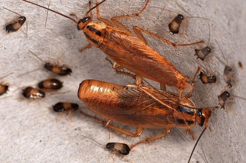 German Cockroaches Crowding Apartments German Cockroaches Crowding Apartments