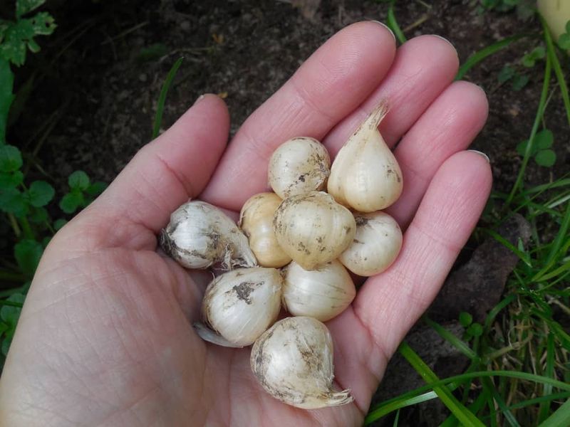 Get New Bulbs In The Ground Now Get New Bulbs In The Ground Now