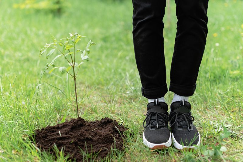 Get New Trees And Shrubs In The Ground