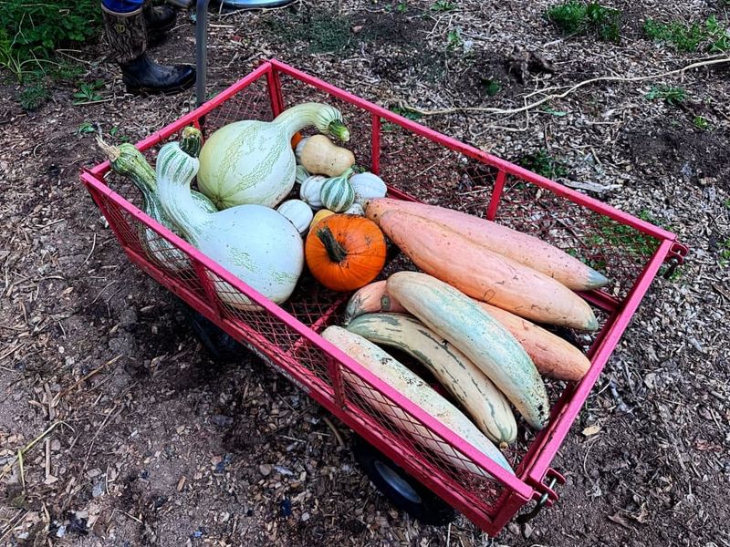 Get Pumpkins And Winter Squash In Too Get Pumpkins And Winter Squash In Too