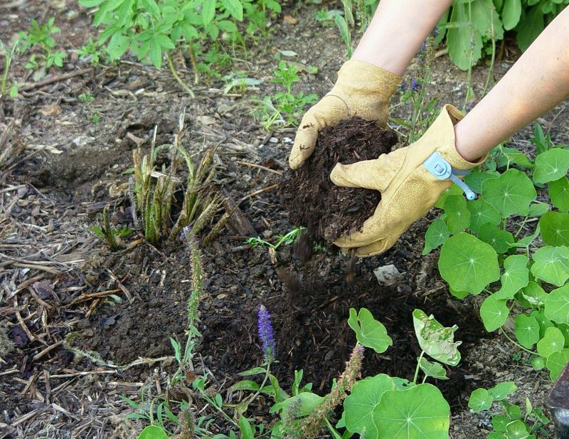 Get Ready To Dig Tender Bulbs