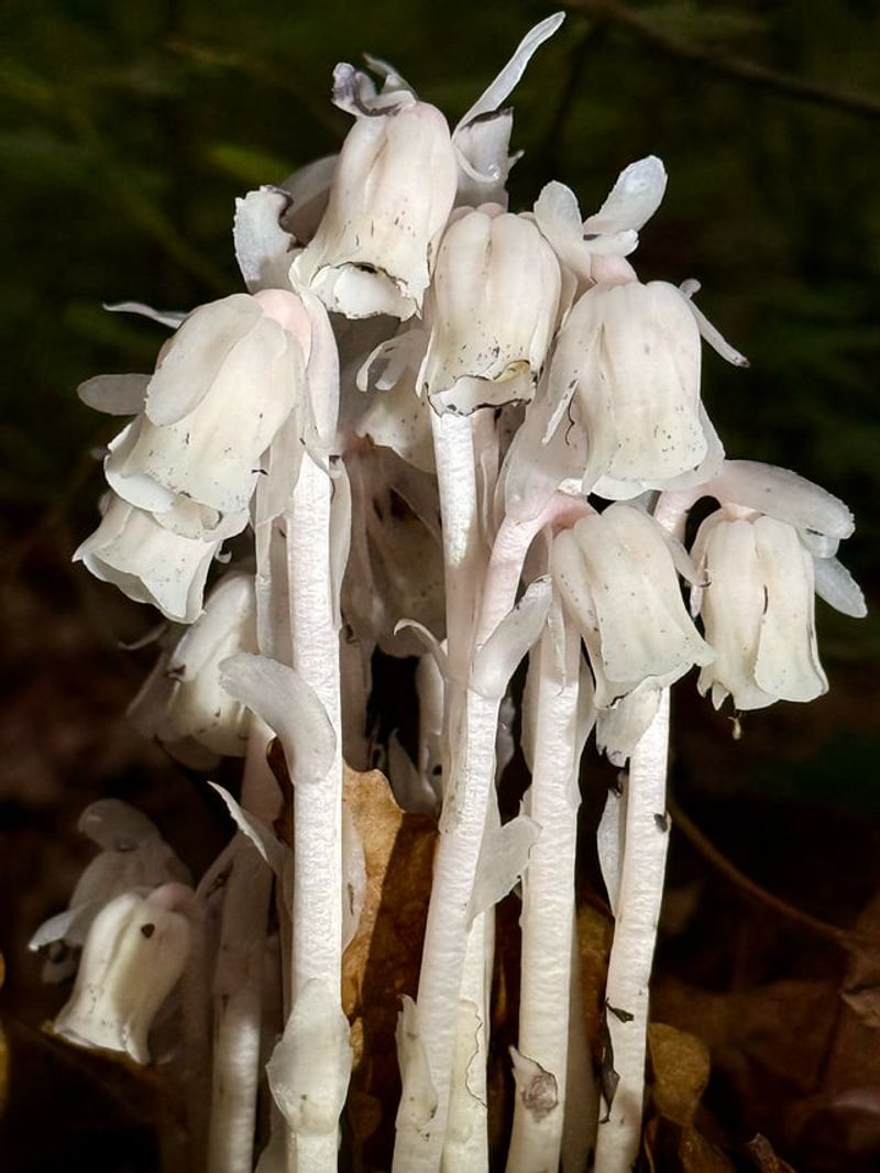 Ghost Pipe Glows White On The Forest Floor