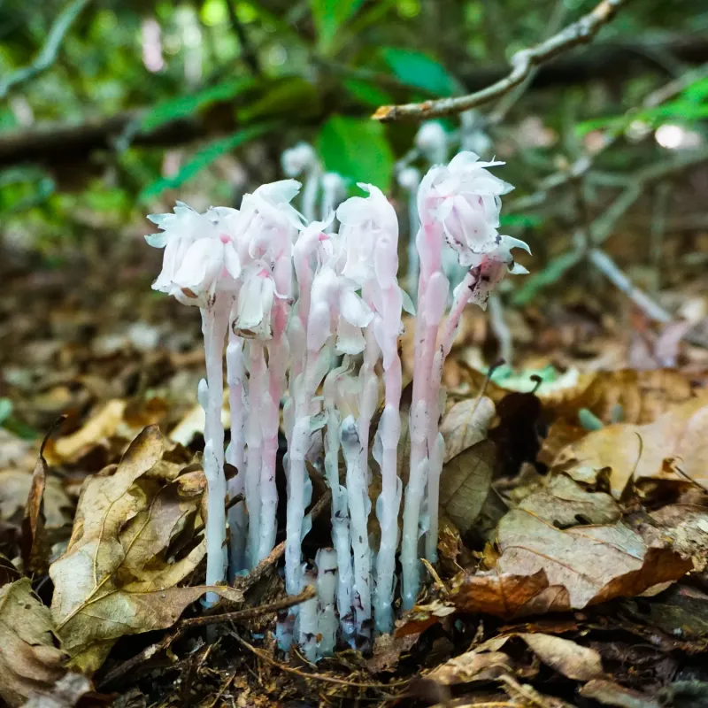 Ghost Pipe Glows White Without Any Chlorophyll Ghost Pipe Glows White Without Any Chlorophyll