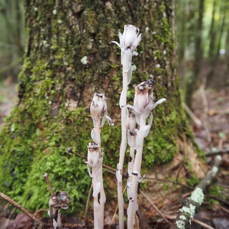 Ghost Plant Adds A Pale, Eerie Glow