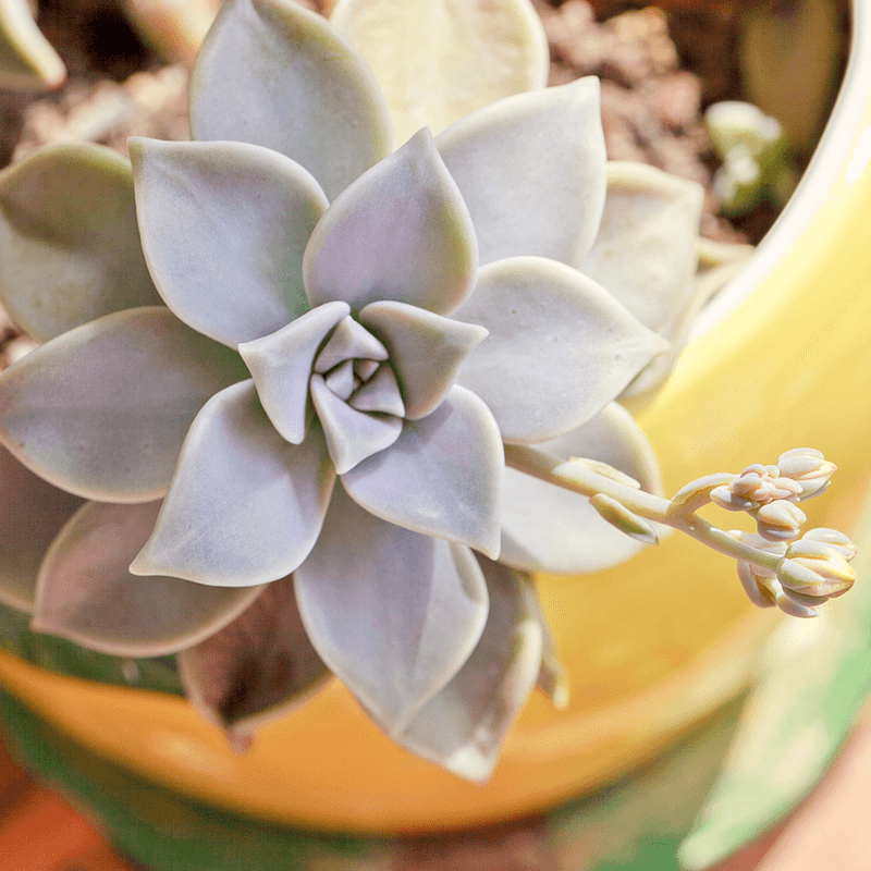 Ghost Plant Has Pale, Silvery Rosettes