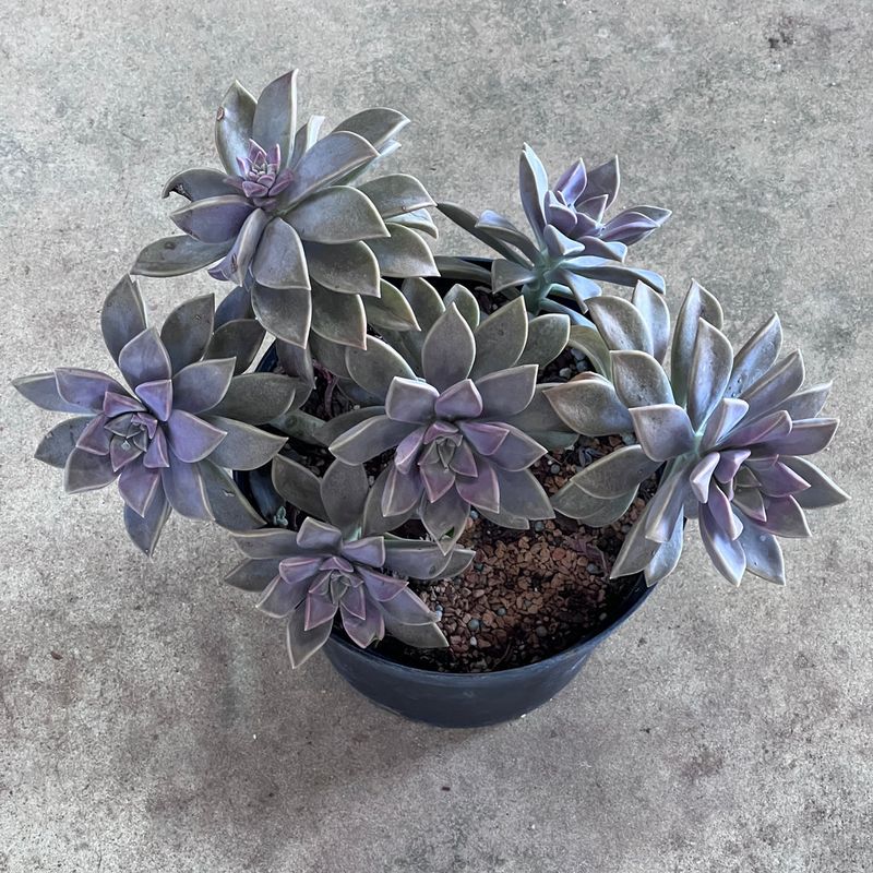Ghost Plant
