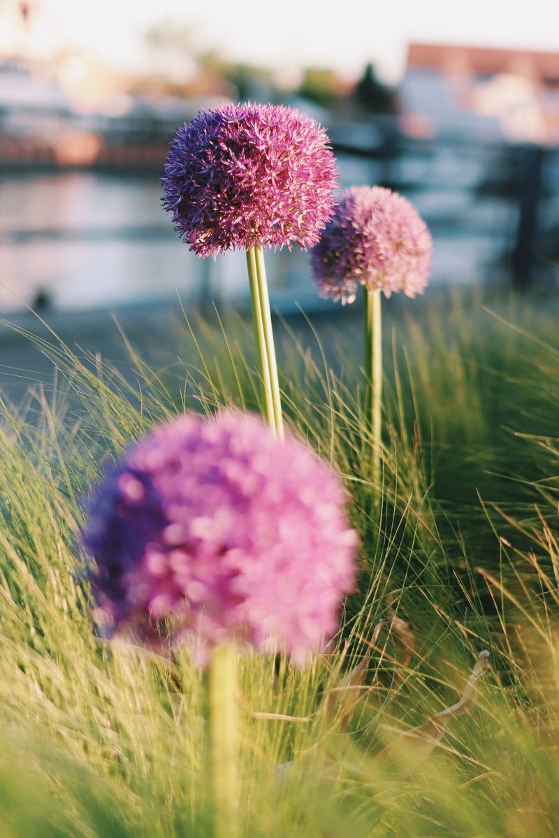 Giant Purple Pom-Poms Rise From Alliums