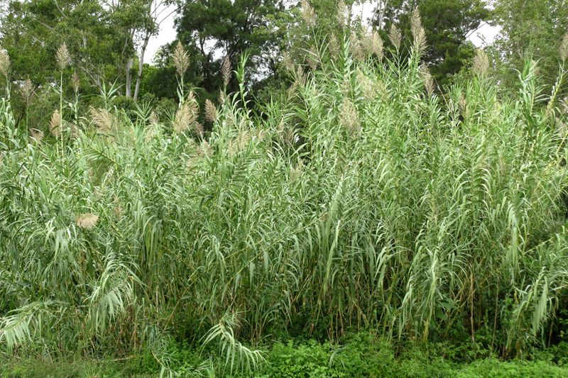 Giant Reed Is A Problem Just South Of Ohio