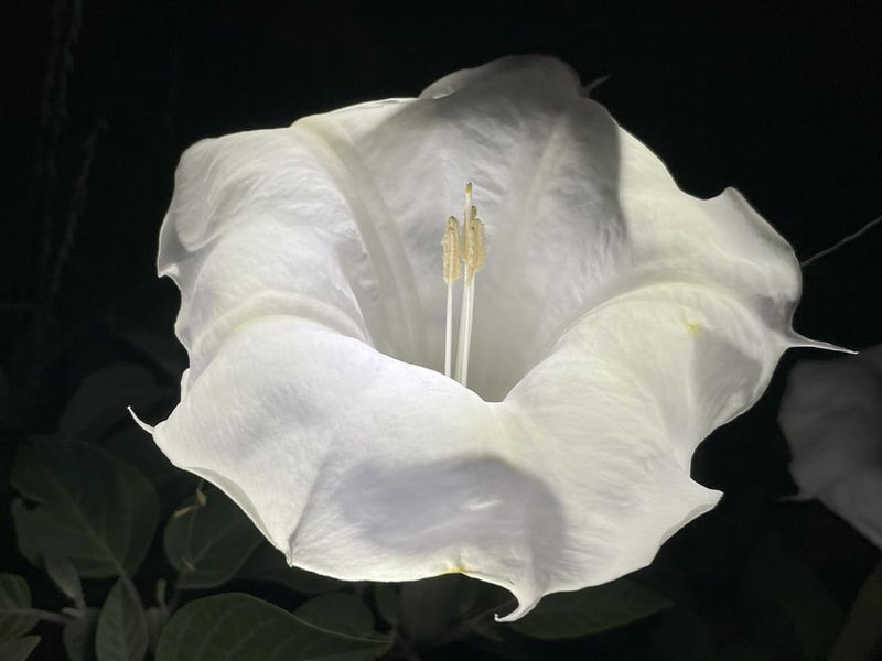 Giant White Trumpets Open At Dusk