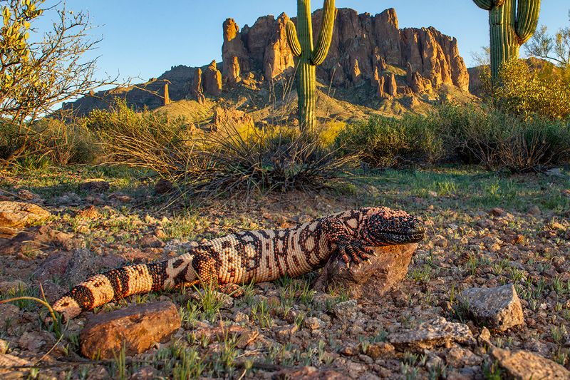 Gila monsters belong in Arizona’s desert landscape Gila monsters belong in Arizona’s desert landscape