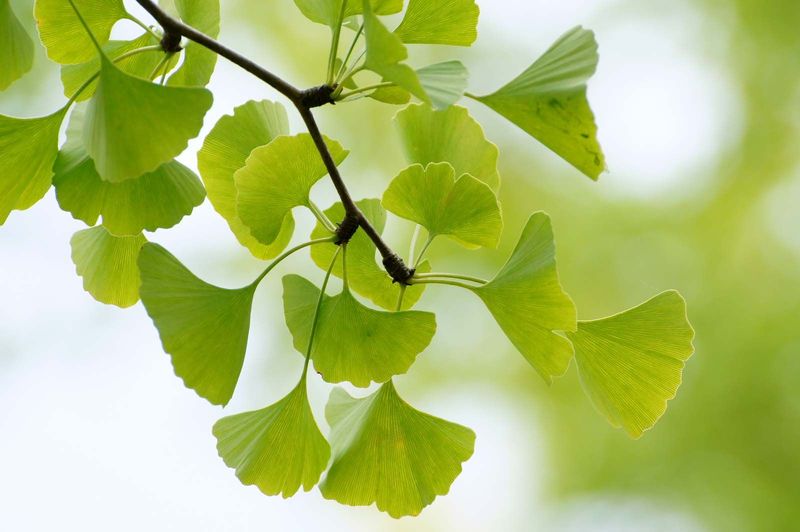 Ginkgo Handles Tough Urban Spots
