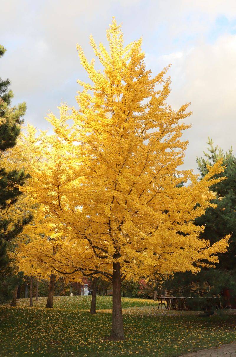 Ginkgo Leaves Turn Gold In Unison