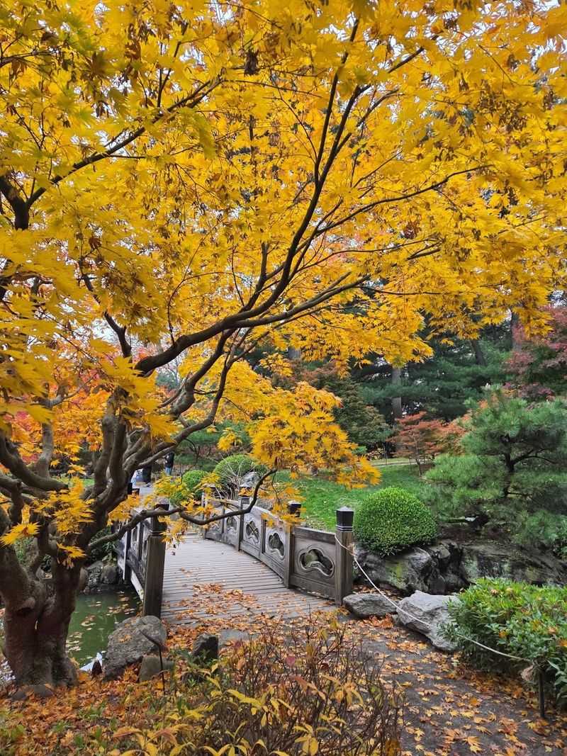 Ginkgos Drop Their Leaves Almost Overnight