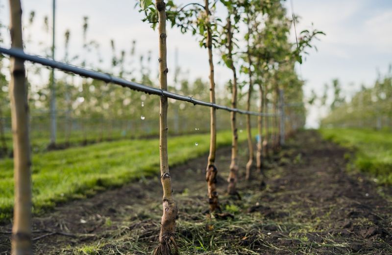 Give A Deep Watering If The Soil Is Dry