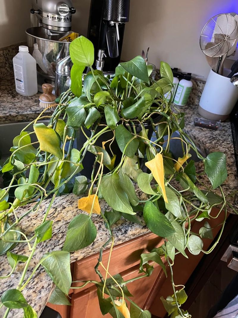 Give A Thirsty Plant A Deep Soak