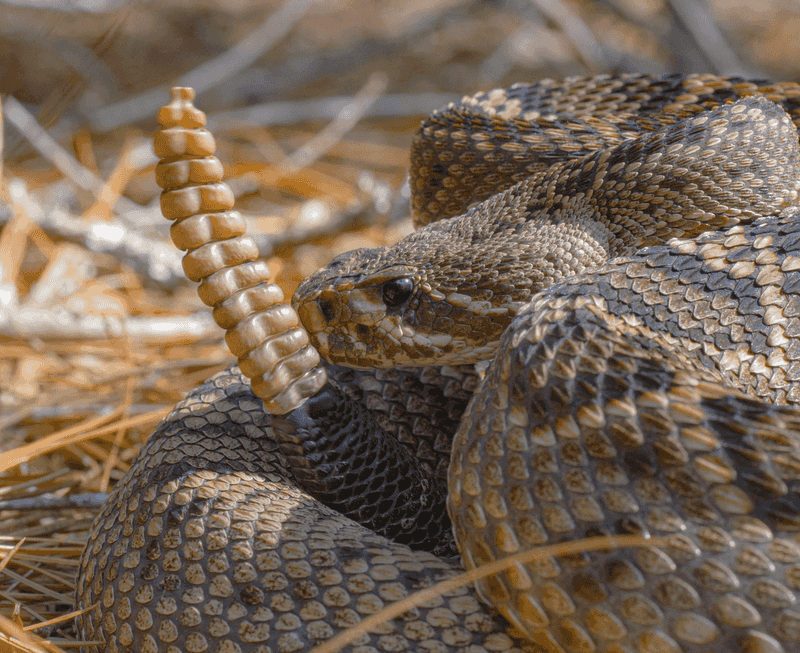 Give Any Snake Plenty Of Space