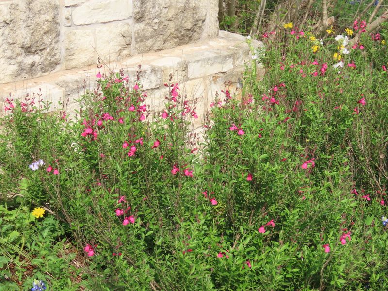 Give Autumn Sage A Light Trim
