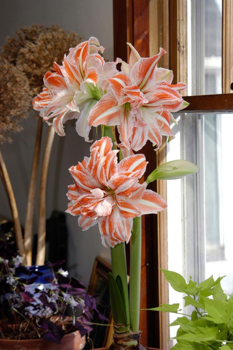 Give Both A Bright, Sunny Spot While They Grow