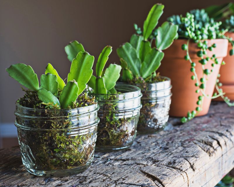 Give Cuttings Warmth And Bright Light Give Cuttings Warmth And Bright Light