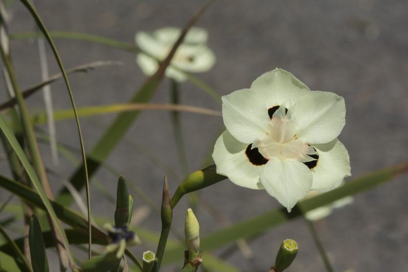 Give Dietes bicolor well-drained soil and afternoon shade Give Dietes bicolor well-drained soil and afternoon shade