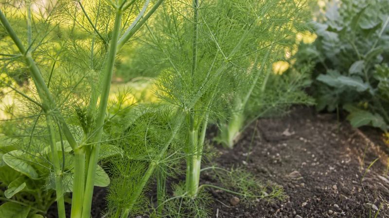 Give Fennel A Separate Corner Of Its Own