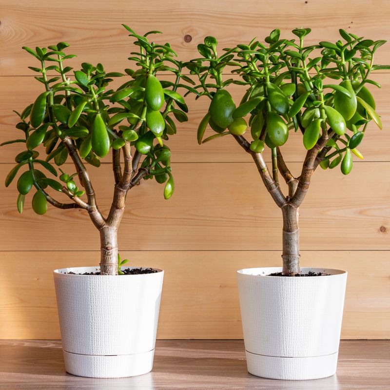 Give It A Summer Outdoors For Stronger Growth