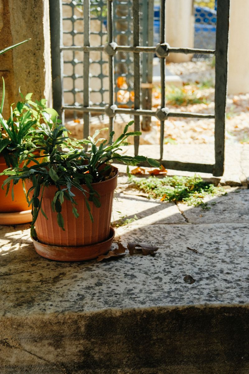 Give It A Summer Outdoors In Shade Give It A Summer Outdoors In Shade