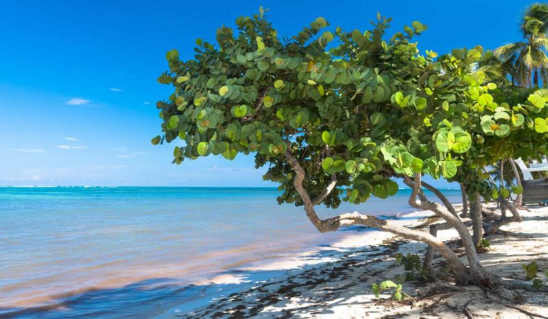 Give It Full Sun And Sandy, Well-Drained Soil