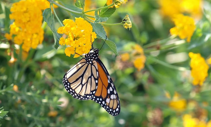 Give Monarchs Sunny Perches Around Your Patio Give Monarchs Sunny Perches Around Your Patio