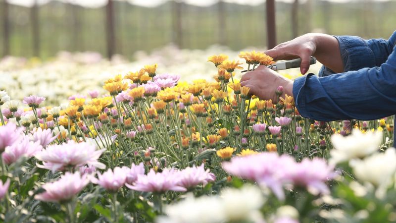 Give Mums A Fresh Start When Spring Returns Give Mums A Fresh Start When Spring Returns