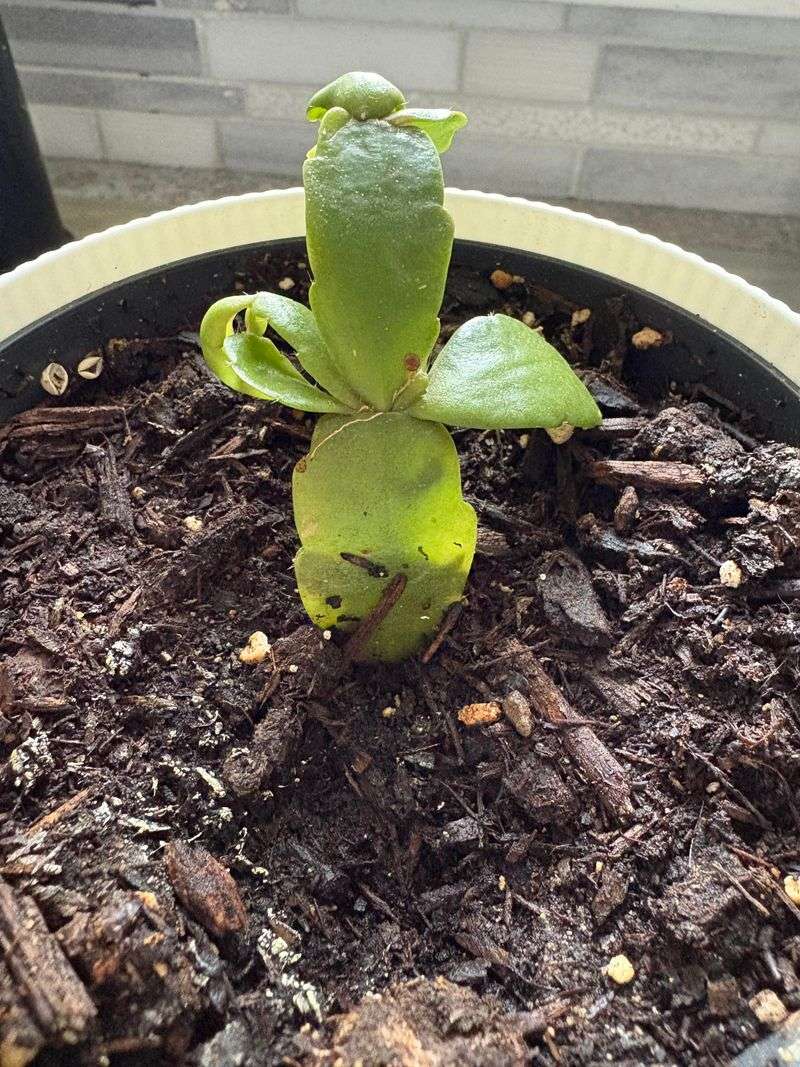 Give New Cuttings Bright Light And Steady Warmth Give New Cuttings Bright Light And Steady Warmth