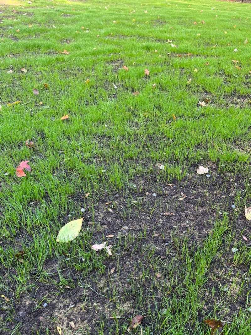 Give Newly Seeded Areas Time Before The First Cut Give Newly Seeded Areas Time Before The First Cut
