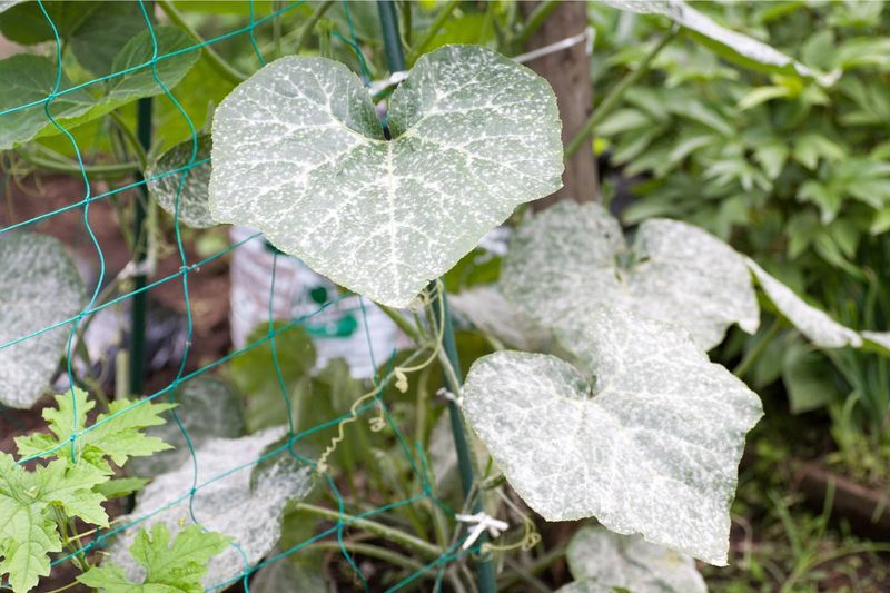 Give Plants Room To Breathe Give Plants Room To Breathe