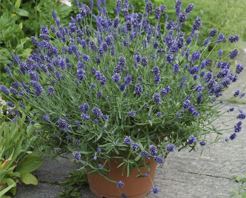 Give Potted Lavender Extra Protection Give Potted Lavender Extra Protection