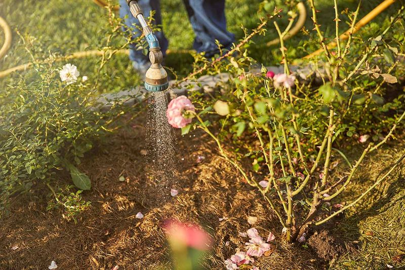 Give Rose Roots A Deep Drink Before The Soil Locks Up