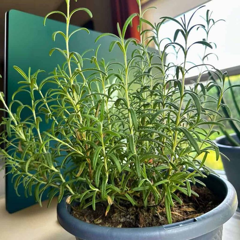 Give Rosemary A Cool, Bright Spot Give Rosemary A Cool, Bright Spot