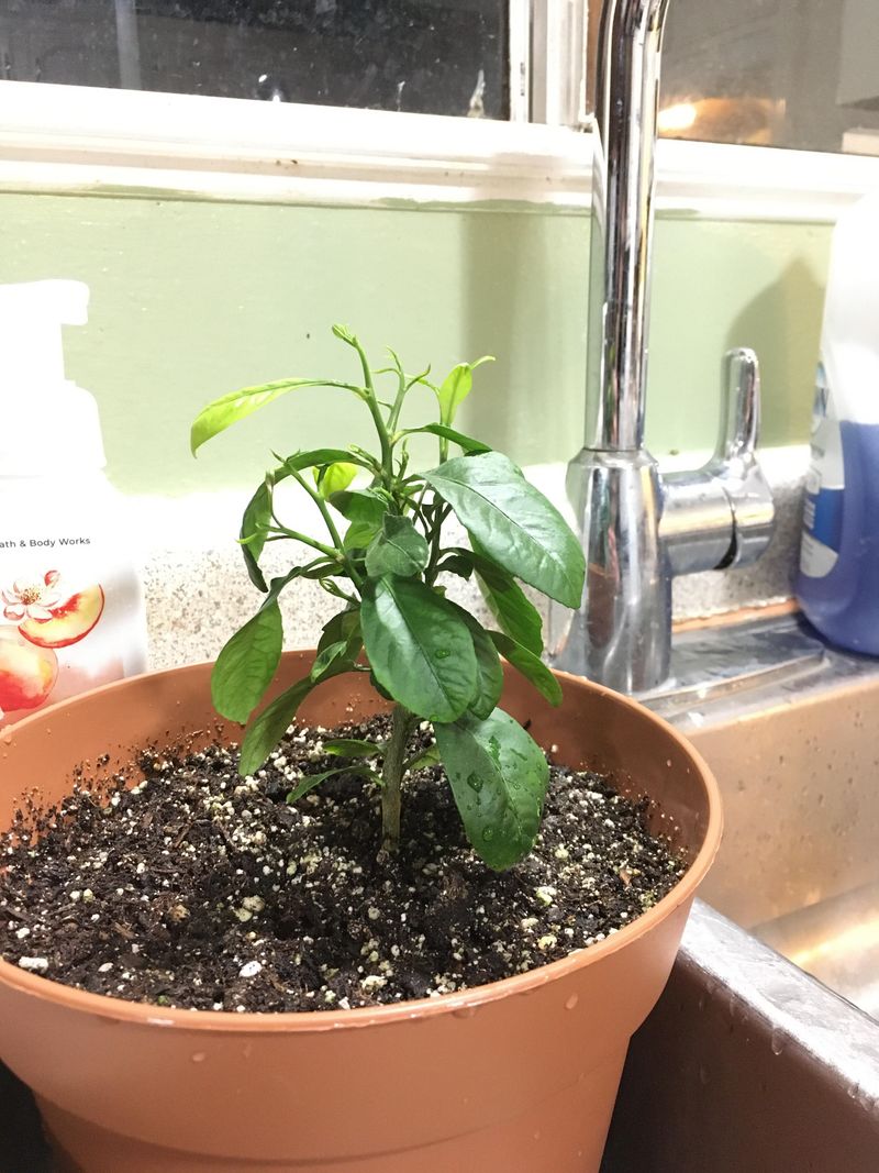 Give Seedlings Plenty Of Bright Light Give Seedlings Plenty Of Bright Light