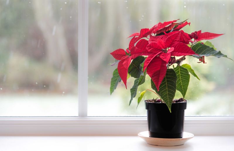 Give Six Hours Of Bright Light By Day