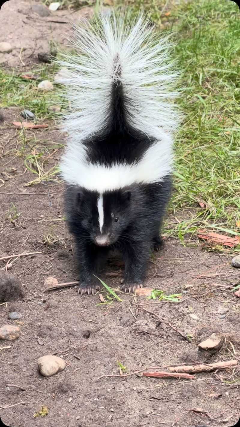 Give Skunks Fair Warning Before Letting Pets Out