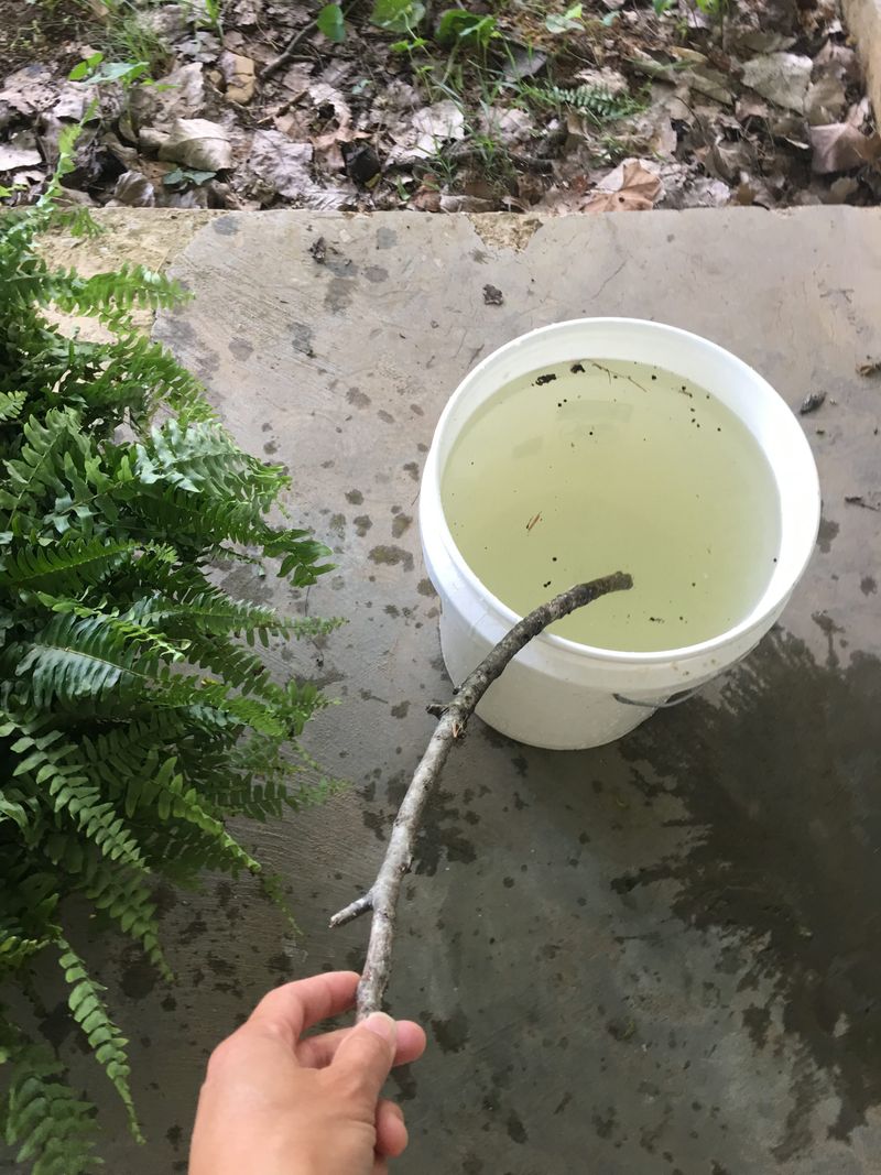 Give The Fronds A Mild Soapy Bath Give The Fronds A Mild Soapy Bath