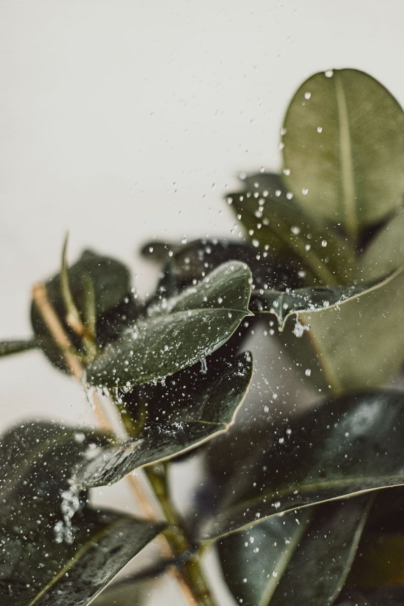 Give The Plant A Lukewarm Shower Once A Month Give The Plant A Lukewarm Shower Once A Month