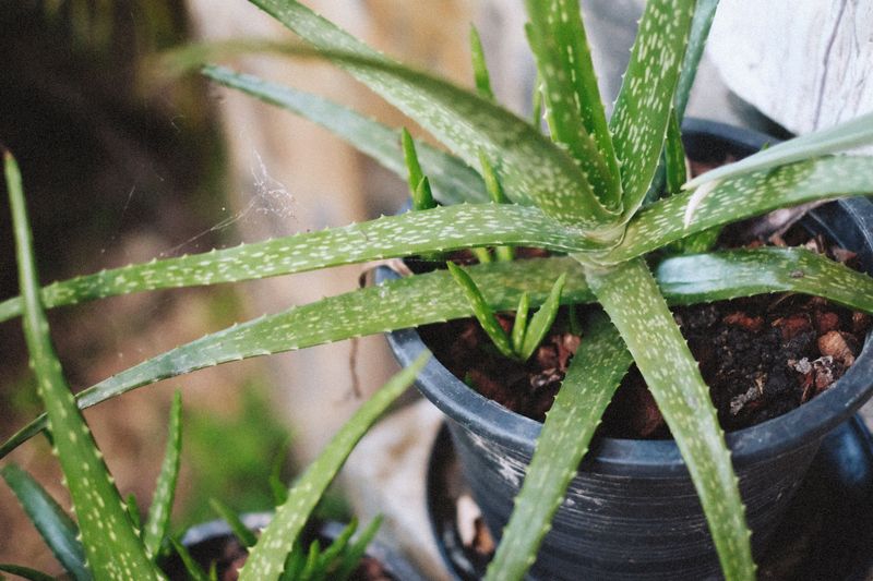 Give The Plant Plenty Of Bright Sun Give The Plant Plenty Of Bright Sun