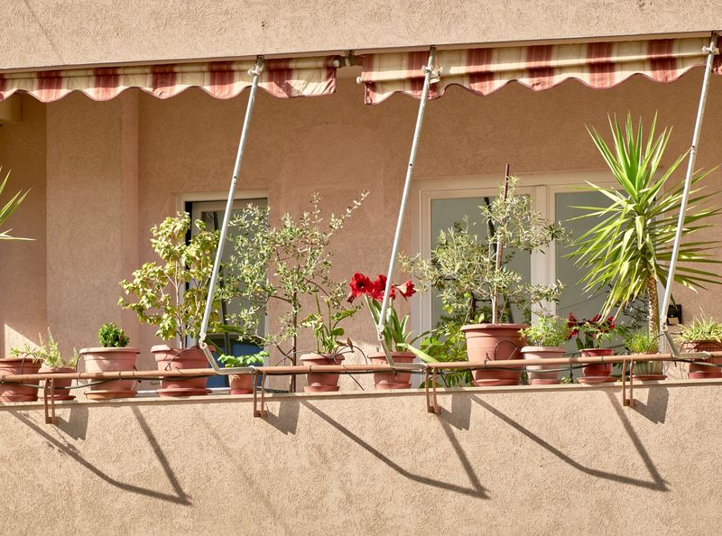 Give The Plant Six To Eight Hours Of Sun