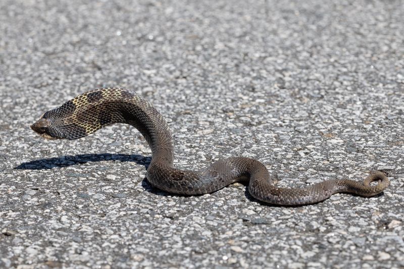 Give The Snake Space And Let It Move Along Give The Snake Space And Let It Move Along