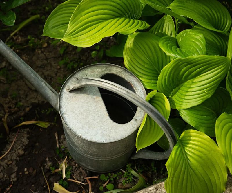 Give The Soil One Last Deep Drink Before Freeze-Up