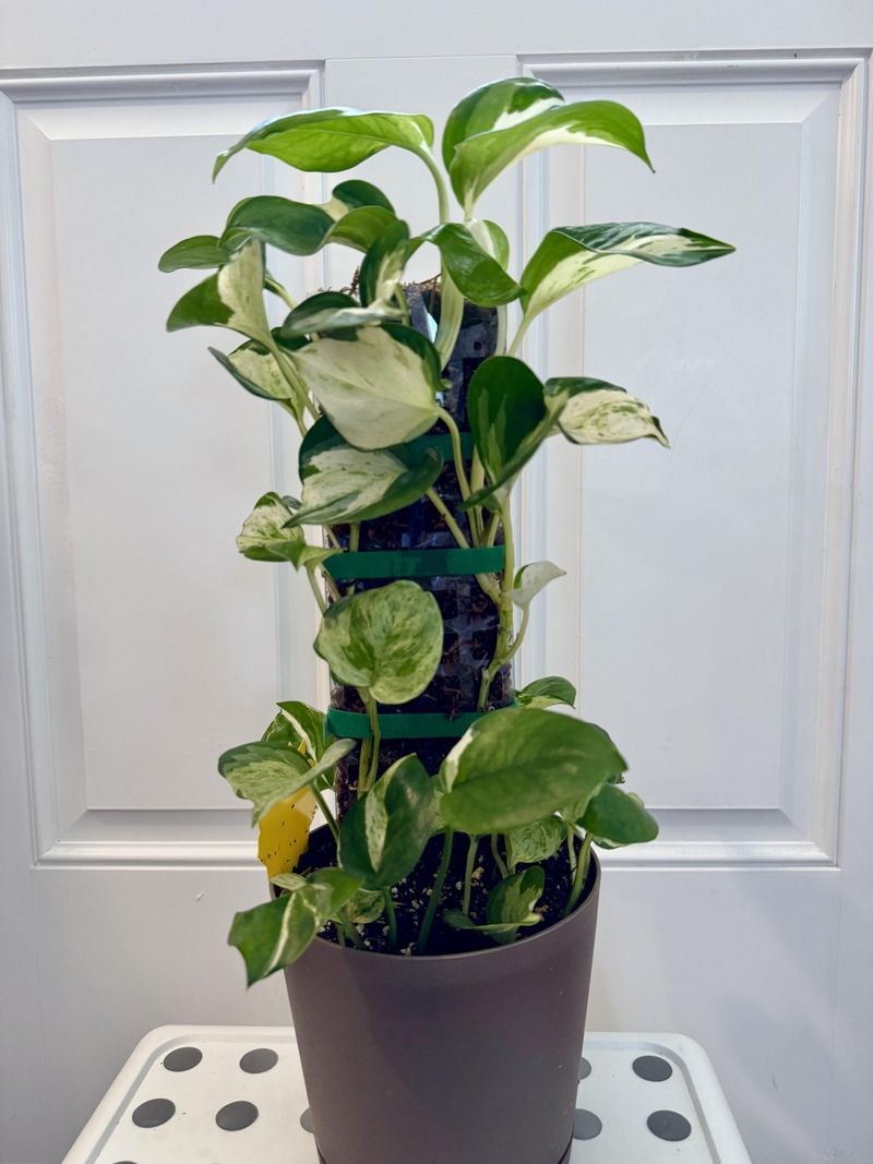 Give The Vines A Moss Pole To Climb