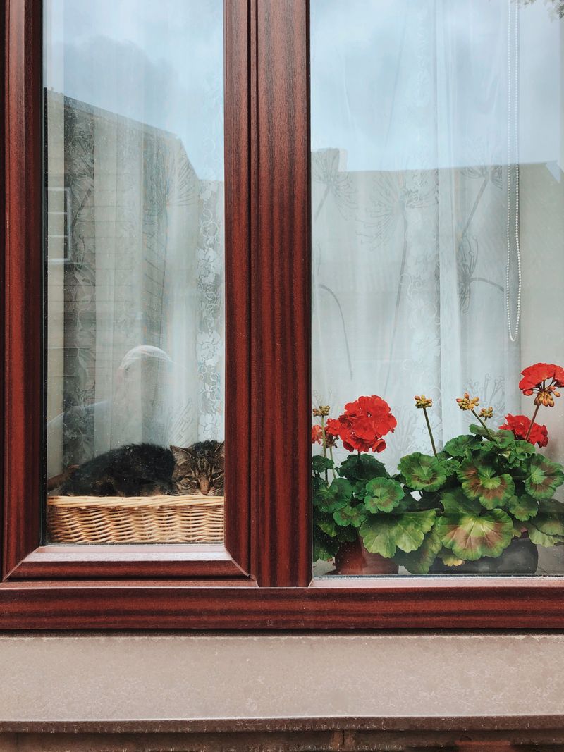Give Them A Bright Sunny Window