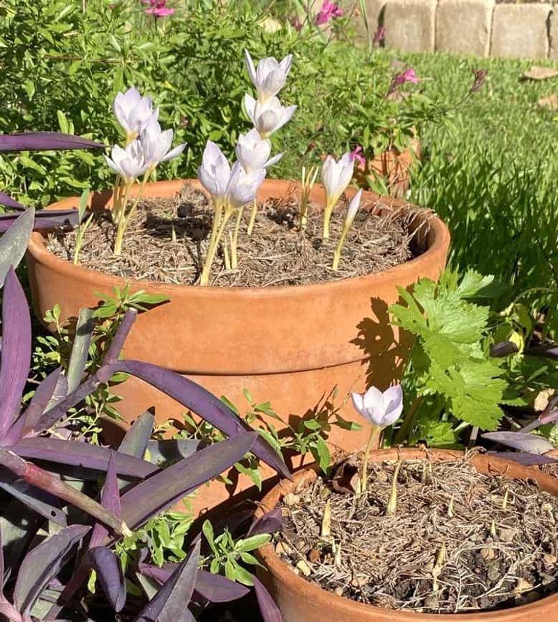 Give Them Well-Drained Soil Give Them Well-Drained Soil