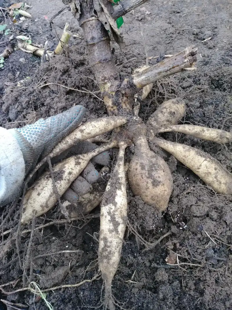 Give Tubers A Short Rest Before Lifting Give Tubers A Short Rest Before Lifting